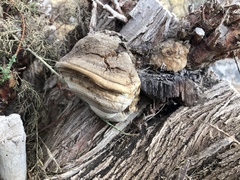 Inocutis tamaricis