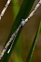 Enallagma daeckii