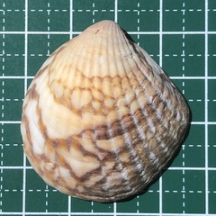Image of Tucetona auriflua
