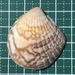 ウチワガイ
