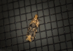 Ardozyga sodalisella