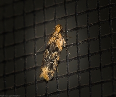 Ardozyga sodalisella