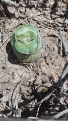Crassula cremnophila
