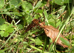 Diogmites basalis