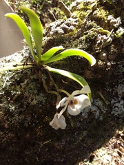 Sarcochilus falcatus