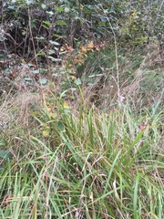 Brachypodium pinnatum