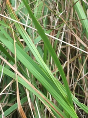 Brachypodium pinnatum
