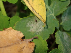 Erysiphe macleayae