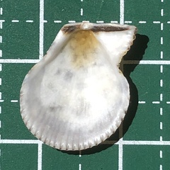 Mimachlamys albolineata