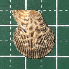 Image of Mimachlamys albolineata