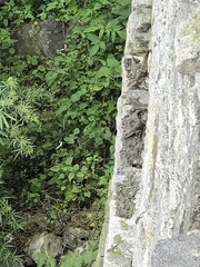 Laudakia tuberculata