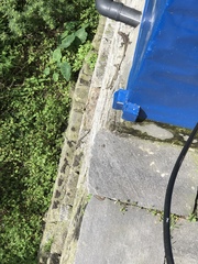 Laudakia tuberculata