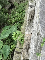 Laudakia tuberculata