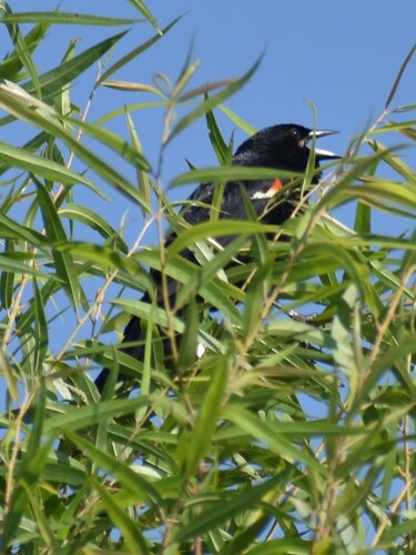 Red-winged Blackbird