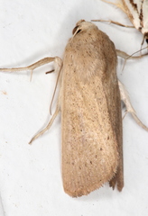 Leucania abdominalis