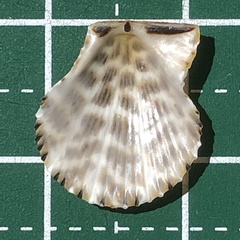 Mimachlamys albolineata