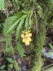 Erycina crista-galli, photograph (c) Noland Martin, some rights reserved (CC BY)