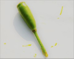 Papaver dubium lecoqii