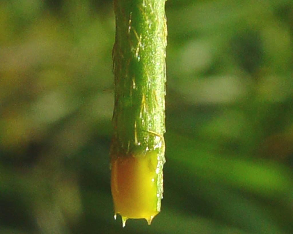 Yellow-juiced Poppy