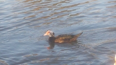 Cairina moschata domestica