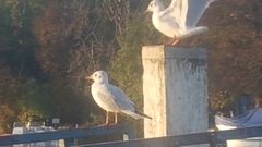 Chroicocephalus ridibundus