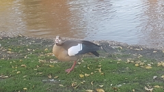 Alopochen aegyptiaca