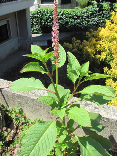 Mexican pokeweed (Phytolacca heterotepala)
