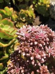 Aeonium lancerottense image