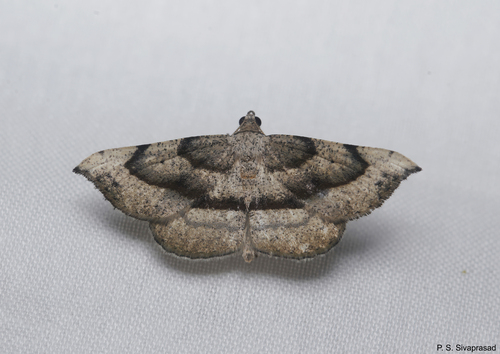 Ozola microniaria