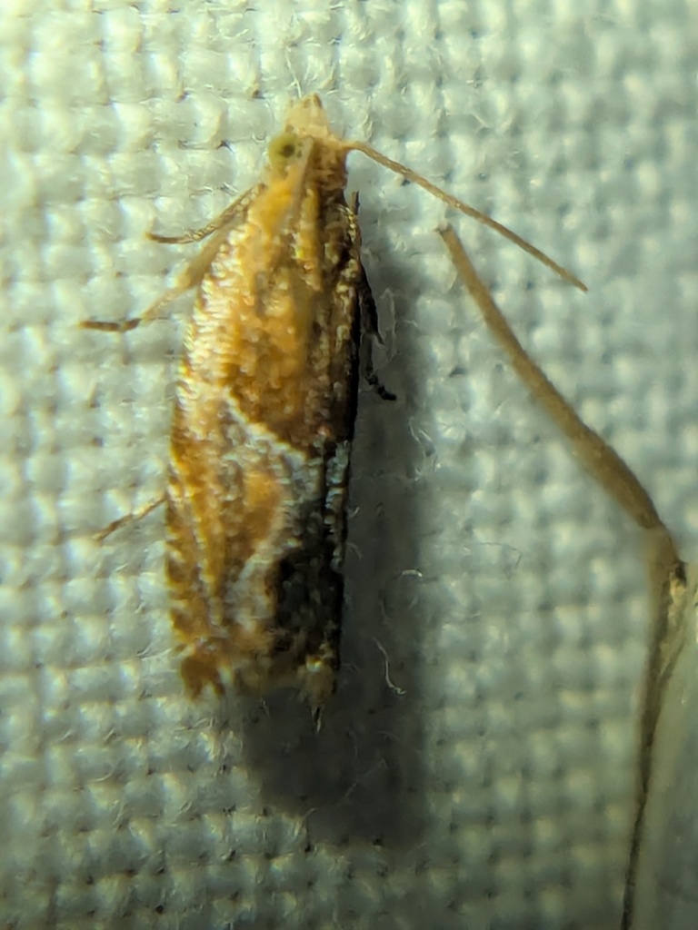 Strawberry Leafroller Moth