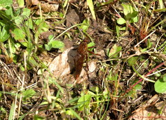 Diogmites basalis