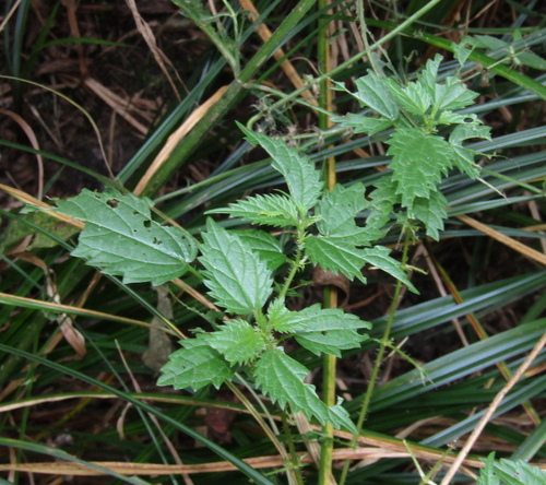 Urtica kioviensis, photograph 2