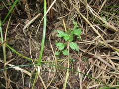 Urtica kioviensis, photograph (c) Oleksandr Shynder, some rights reserved (CC BY)