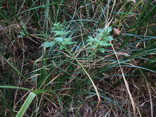 Urtica kioviensis, photograph 3