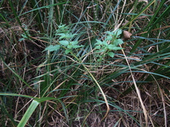 Urtica kioviensis, photograph (c) Oleksandr Shynder, some rights reserved (CC BY)