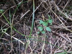 Urtica kioviensis, photograph (c) Oleksandr Shynder, some rights reserved (CC BY)