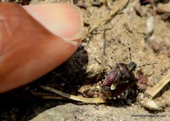 Dolycoris