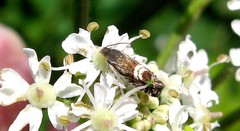 Grapholita internana