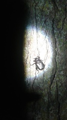 Osmoderma eremicola
