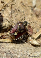 Dolycoris