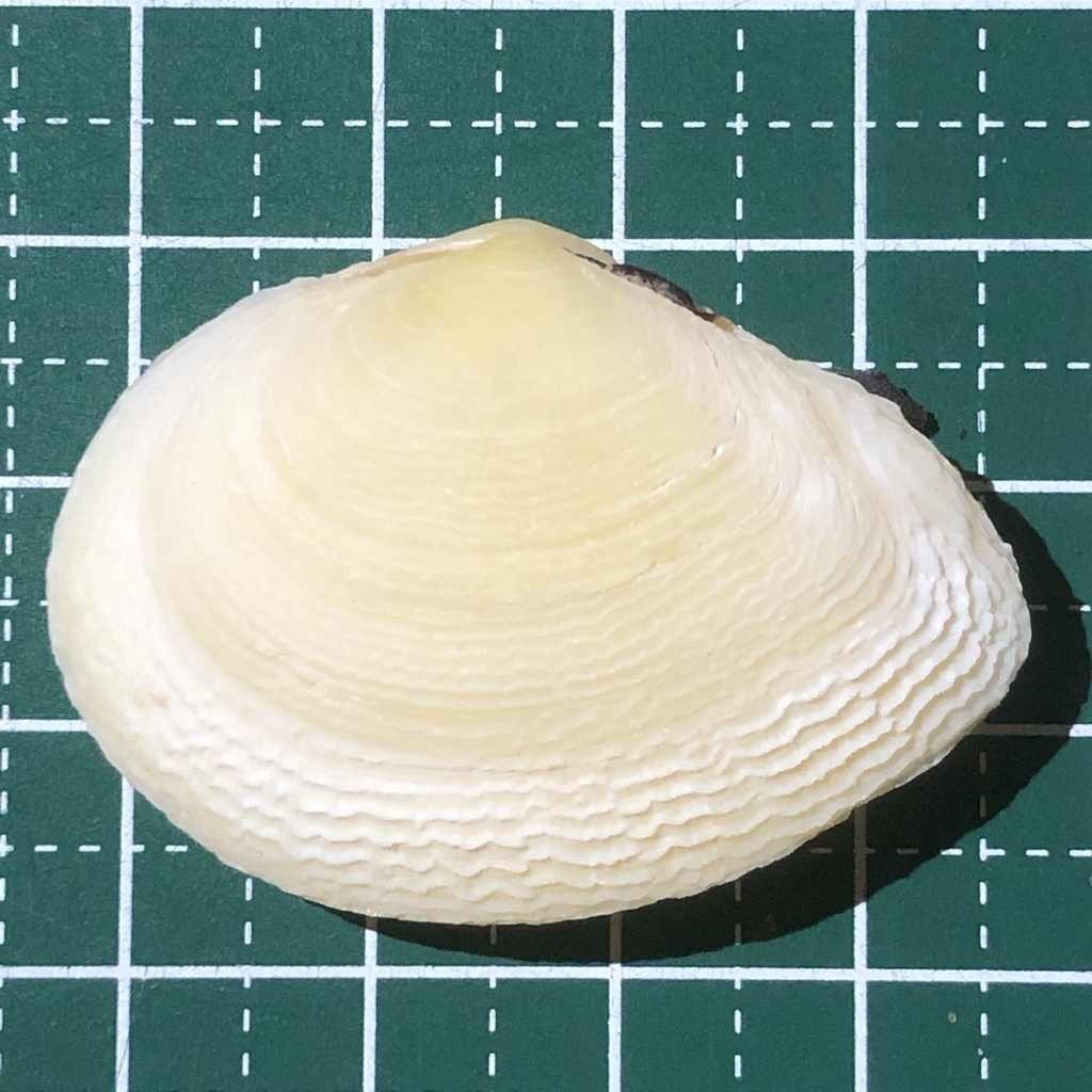 Quidnipagus palatam