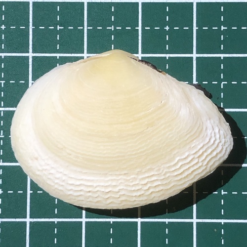 Quidnipagus palatam