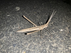 Acrida cinerea