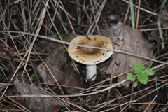 Russula sororia