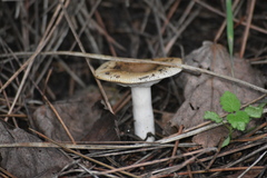 Russula sororia