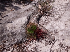 Stylidium lineare