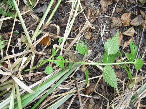 Urtica kioviensis, photograph 6