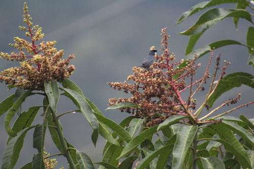 White-eared Conebill (Conirostrum leucogenys), photo 2
