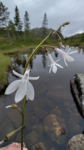Water Lobelia