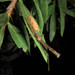 Ischnolestes - Photo (c) Matthew Connors, algunos derechos reservados (CC BY-NC), subido por Matthew Connors